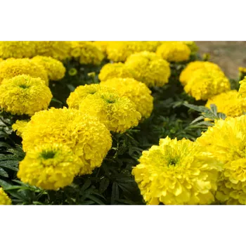Marigold Flowers